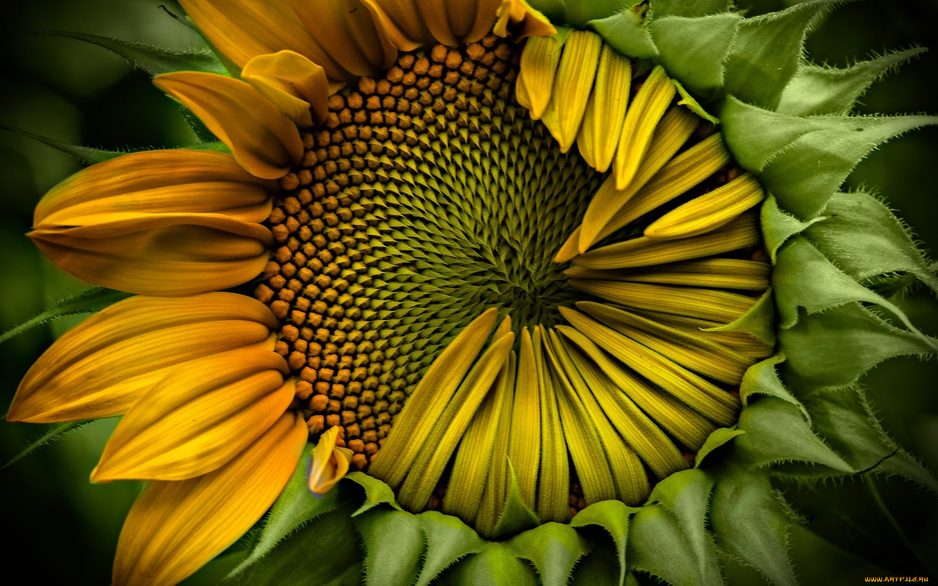 sunflower, , , , 